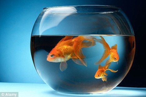 Can You Eat Goldfish? Exploring the Facts, Myths, and Safety Around Eating Goldfish can you eat goldfish